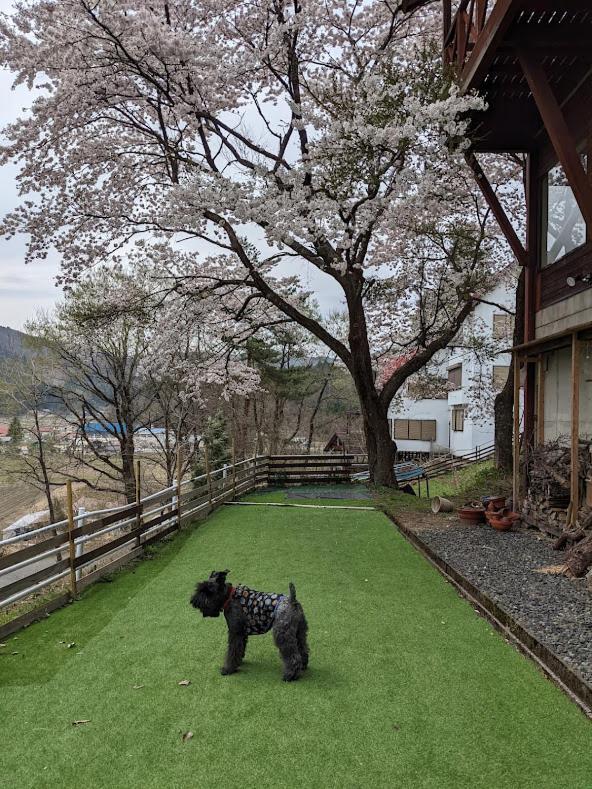 ワンコと泊まるジャスミンクリーク Hotel Tojooka Kültér fotó